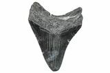 Fossil Megalodon Tooth - South Carolina #286487-1